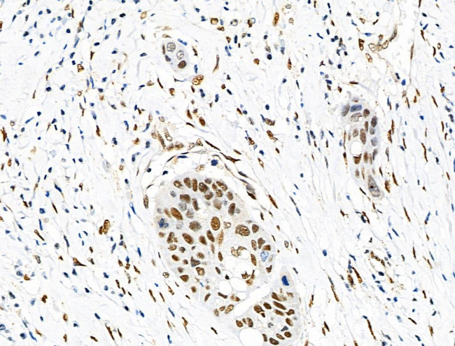 Phospho-eIF2 beta (Ser2) Antibody in Immunohistochemistry (Paraffin) (IHC (P))