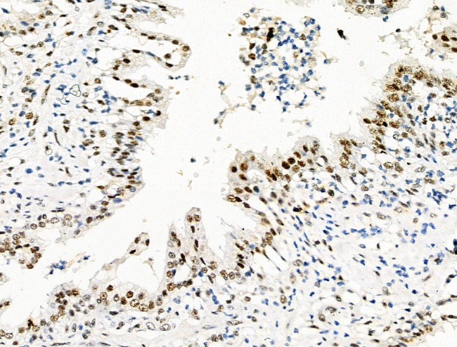 Phospho-EIF6 (Ser235) Antibody in Immunohistochemistry (Paraffin) (IHC (P))