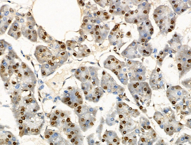 Phospho-EIF6 (Ser235) Antibody in Immunohistochemistry (Paraffin) (IHC (P))