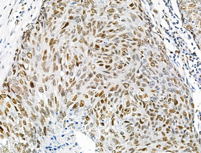 Phospho-INCENP (Thr59) Antibody in Immunohistochemistry (Paraffin) (IHC (P))