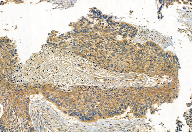 Phospho-IRF7 (Ser477) Antibody in Immunohistochemistry (Paraffin) (IHC (P))