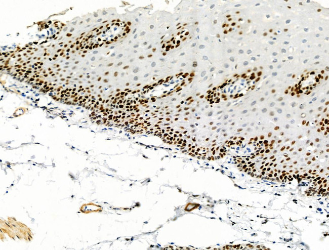 Phospho-MCM2 (Ser139) Antibody in Immunohistochemistry (Paraffin) (IHC (P))