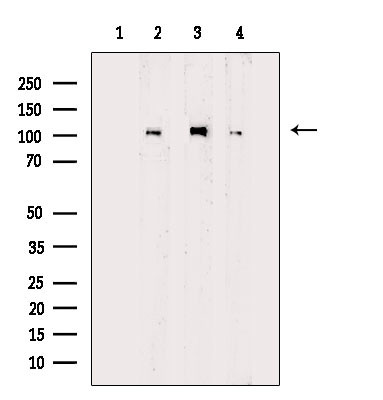 Phospho-MCM2 (Ser27) Antibody in Western Blot (WB)