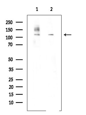 Phospho-MCM2 (Ser27) Antibody in Western Blot (WB)