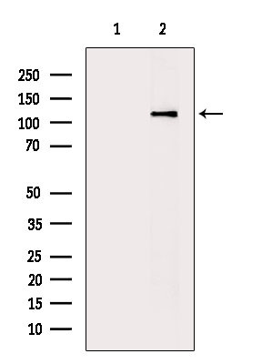 Phospho-MCM2 (Ser27) Antibody in Western Blot (WB)