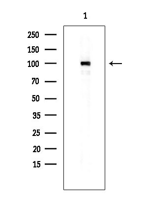 Phospho-MCM2 (Ser27) Antibody in Western Blot (WB)