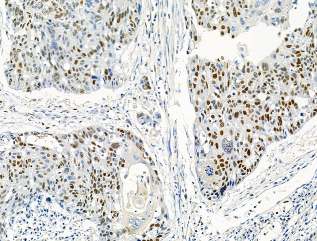 Phospho-MCM2 (Ser53) Antibody in Immunohistochemistry (Paraffin) (IHC (P))