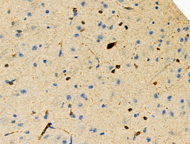 Phospho-MCM2 (Ser53) Antibody in Immunohistochemistry (Paraffin) (IHC (P))