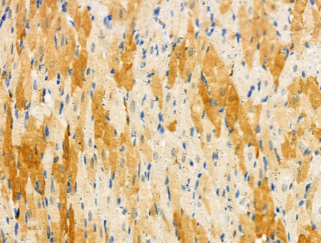 Phospho-Nudel (Thr219) Antibody in Immunohistochemistry (Paraffin) (IHC (P))