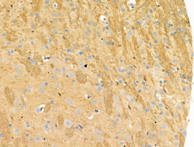 Phospho-Nudel (Thr219) Antibody in Immunohistochemistry (Paraffin) (IHC (P))