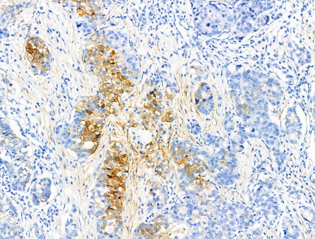 Phospho-NDRG1 (Thr346) Antibody in Immunohistochemistry (Paraffin) (IHC (P))