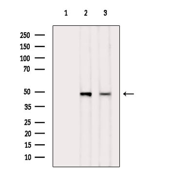 Phospho-NDRG1 (Thr346) Antibody in Western Blot (WB)