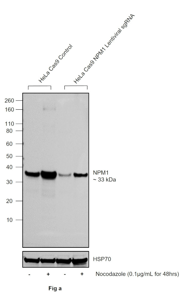 Phospho-NPM1 (Ser70) Antibody in Western Blot (WB)