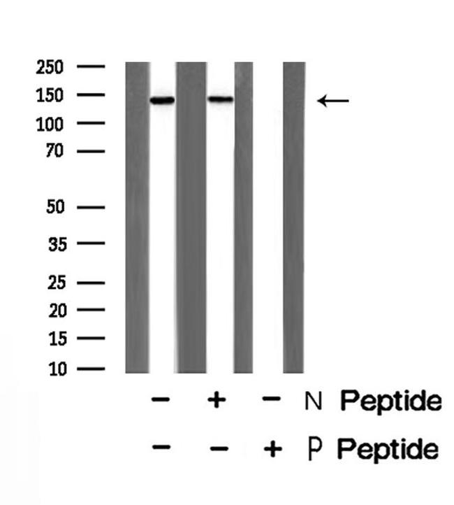 Phospho-Raptor (Ser863) Antibody in Western Blot (WB)