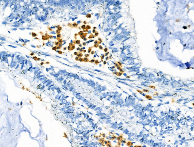 Phospho-CD150 (Tyr281) Antibody in Immunohistochemistry (Paraffin) (IHC (P))