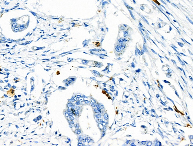 Phospho-CD150 (Tyr281) Antibody in Immunohistochemistry (Paraffin) (IHC (P))