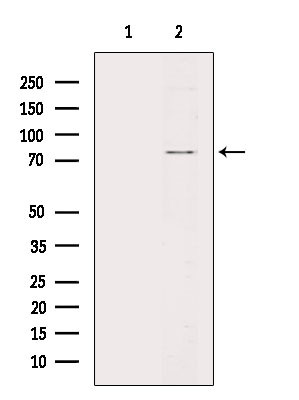 Phospho-SYN2 (Ser425) Antibody in Western Blot (WB)