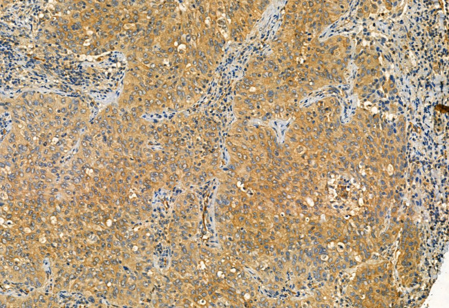 Phospho-TRPV1 (Ser502) Antibody in Immunohistochemistry (Paraffin) (IHC (P))