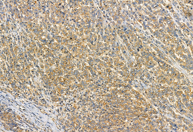 Phospho-TRPV1 (Ser502) Antibody in Immunohistochemistry (Paraffin) (IHC (P))