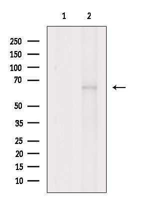 SHC3 Antibody in Western Blot (WB)