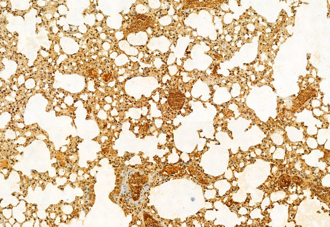 SRXN1 Antibody in Immunohistochemistry (Paraffin) (IHC (P))