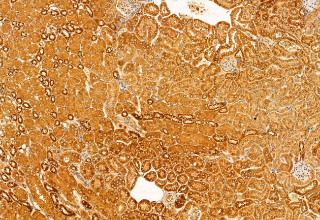 SRXN1 Antibody in Immunohistochemistry (Paraffin) (IHC (P))