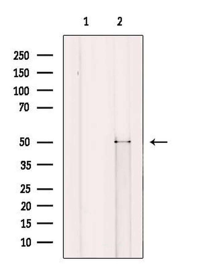 CRBN Antibody in Western Blot (WB)