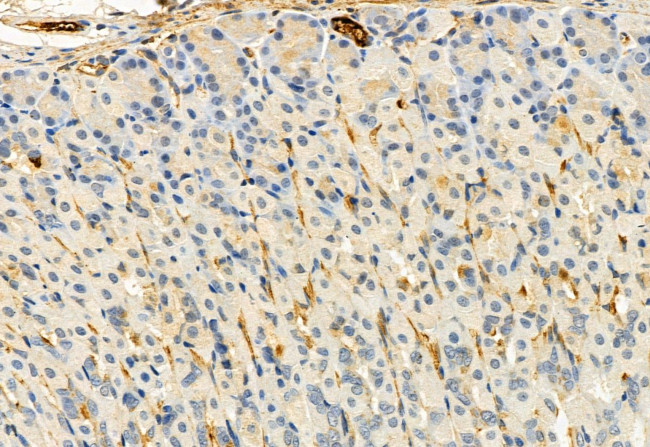 FKBP10 Antibody in Immunohistochemistry (Paraffin) (IHC (P))