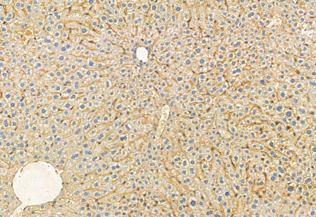 FKBP10 Antibody in Immunohistochemistry (Paraffin) (IHC (P))