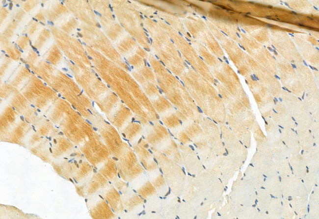 CISD2 Antibody in Immunohistochemistry (Paraffin) (IHC (P))