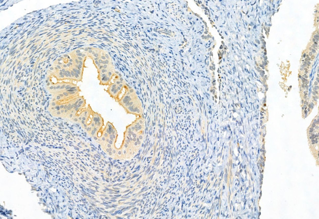 CISD2 Antibody in Immunohistochemistry (Paraffin) (IHC (P))