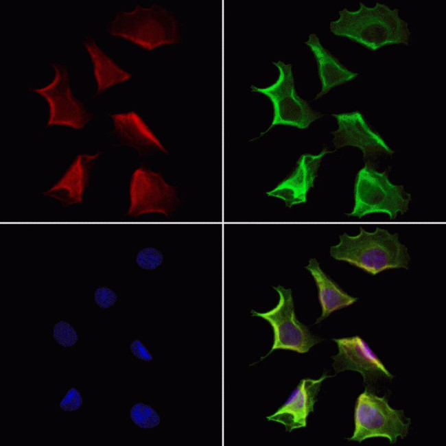 QSOX1 Antibody in Immunocytochemistry (ICC/IF)