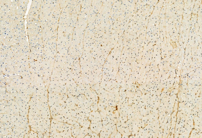 RDH10 Antibody in Immunohistochemistry (Paraffin) (IHC (P))