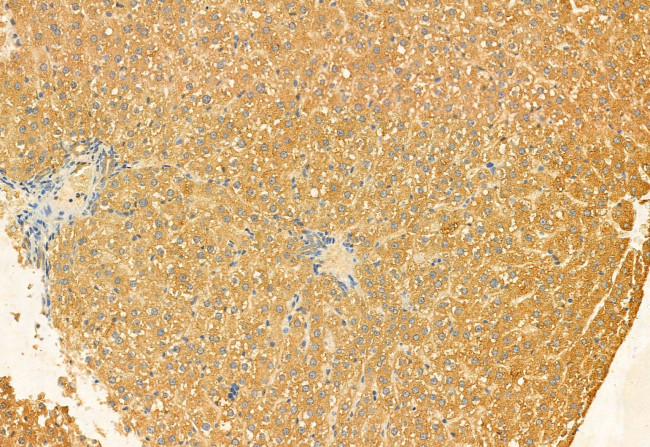 C9orf72 Antibody in Immunohistochemistry (Paraffin) (IHC (P))