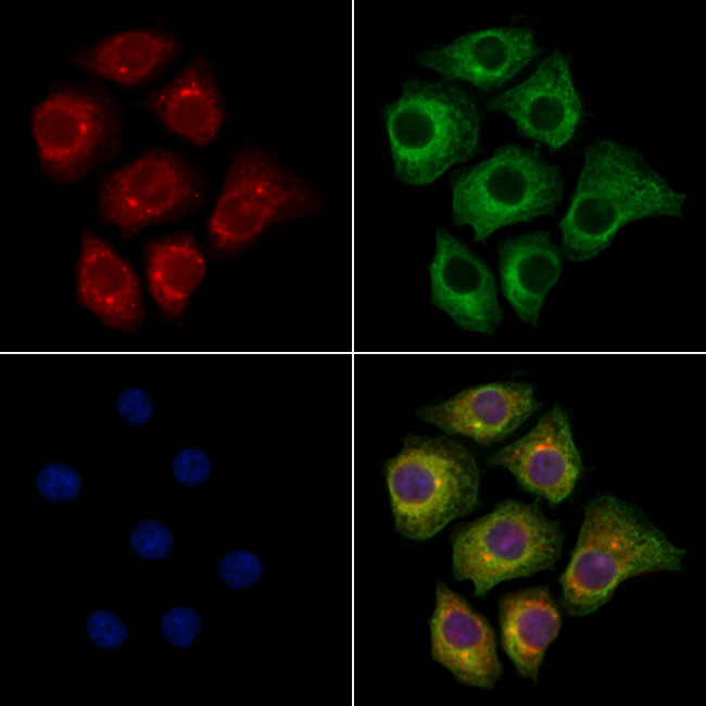 OGDH Antibody in Immunocytochemistry (ICC/IF)