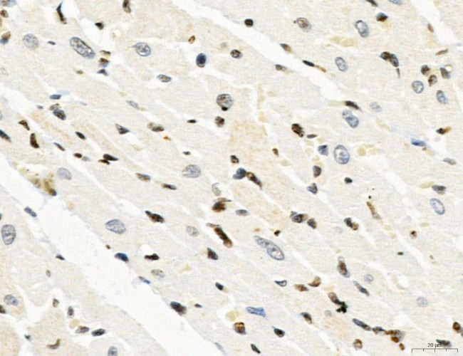 OGDH Antibody in Immunohistochemistry (Paraffin) (IHC (P))