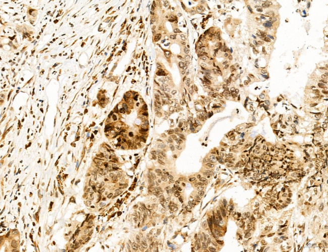 OGDH Antibody in Immunohistochemistry (Paraffin) (IHC (P))