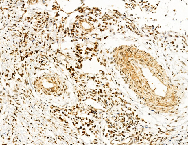 OGDH Antibody in Immunohistochemistry (Paraffin) (IHC (P))