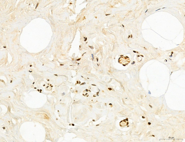 OGDH Antibody in Immunohistochemistry (Paraffin) (IHC (P))