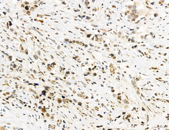 OGDH Antibody in Immunohistochemistry (Paraffin) (IHC (P))