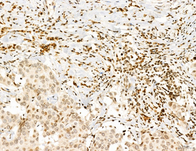 OGDH Antibody in Immunohistochemistry (Paraffin) (IHC (P))