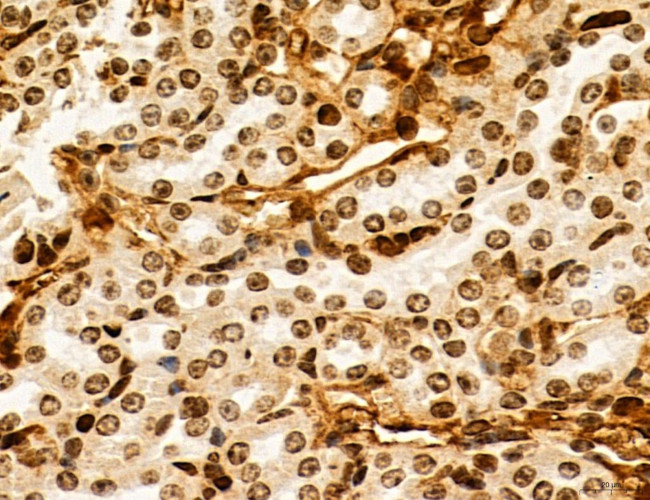 OGDH Antibody in Immunohistochemistry (Paraffin) (IHC (P))