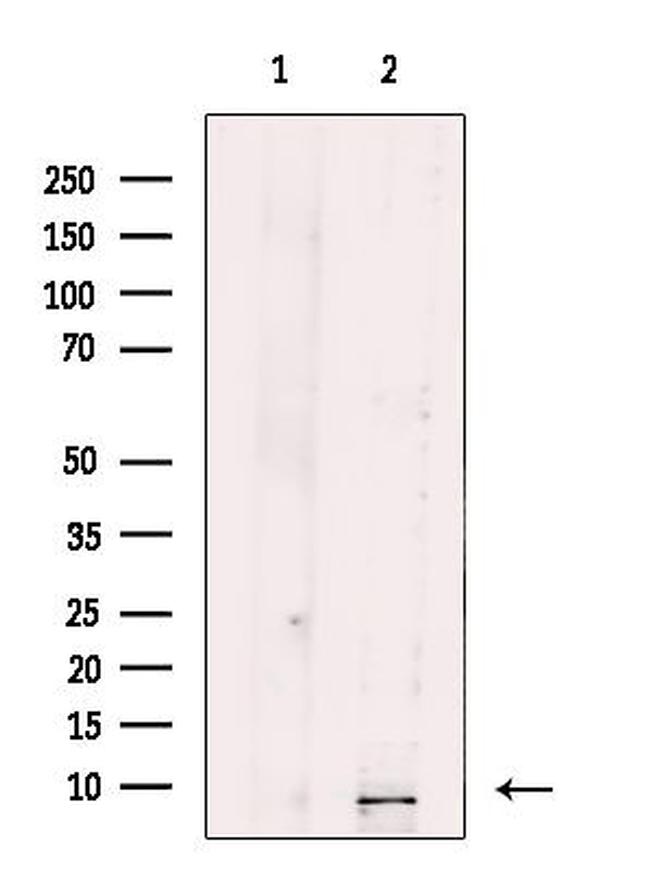 SEC61G Antibody in Western Blot (WB)