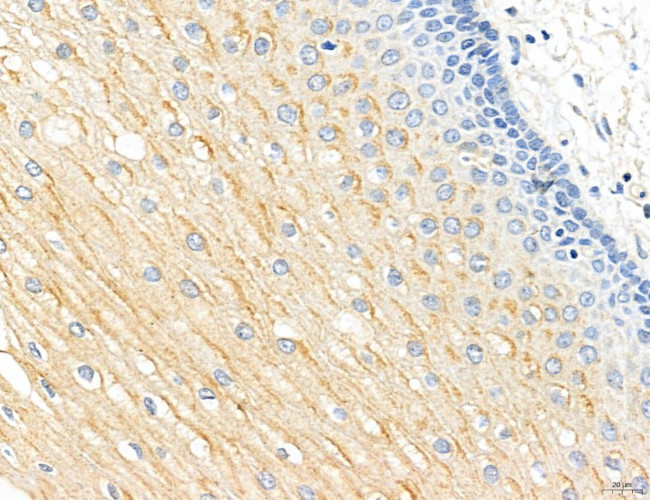 CHMP2A Antibody in Immunohistochemistry (Paraffin) (IHC (P))