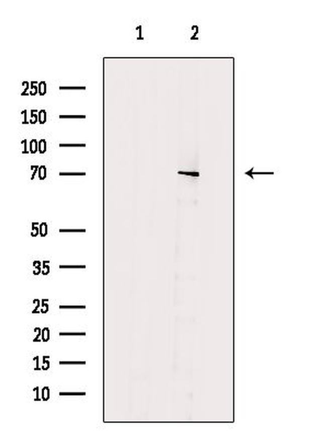 ENOX2 Antibody in Western Blot (WB)