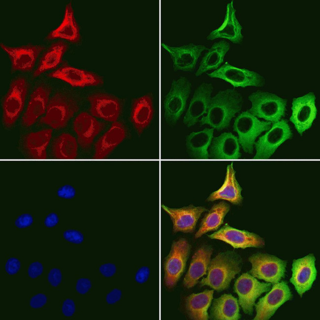 MICAL1 Antibody in Immunocytochemistry (ICC/IF)