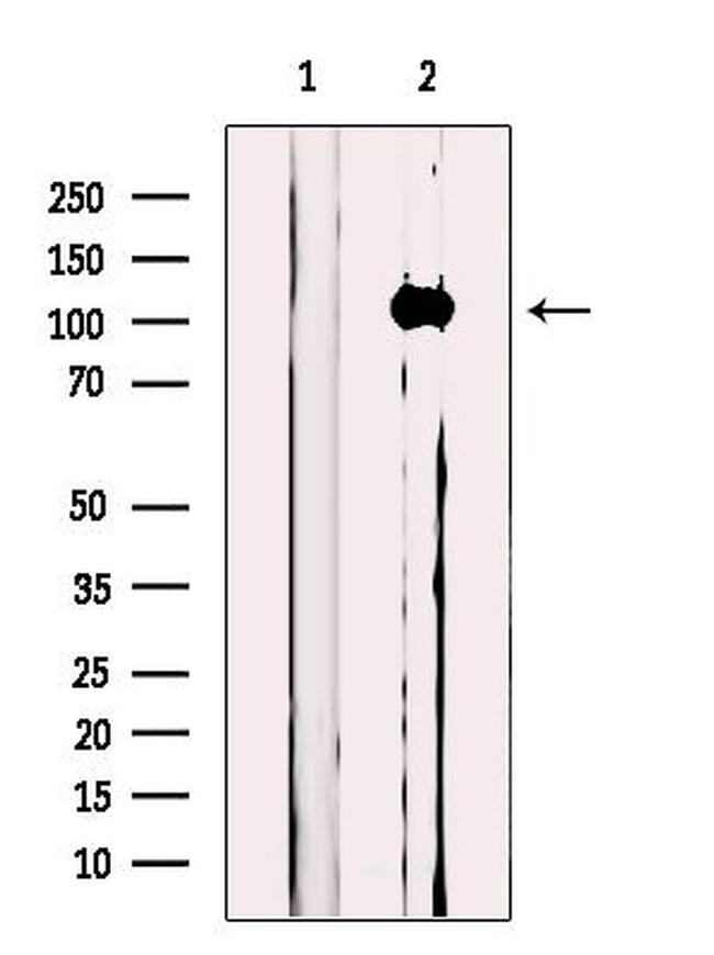 MICAL1 Antibody in Western Blot (WB)