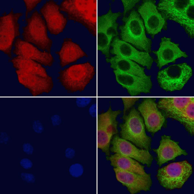 NASP Antibody in Immunocytochemistry (ICC/IF)