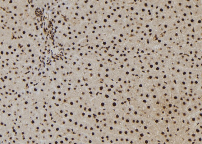 NASP Antibody in Immunohistochemistry (Paraffin) (IHC (P))