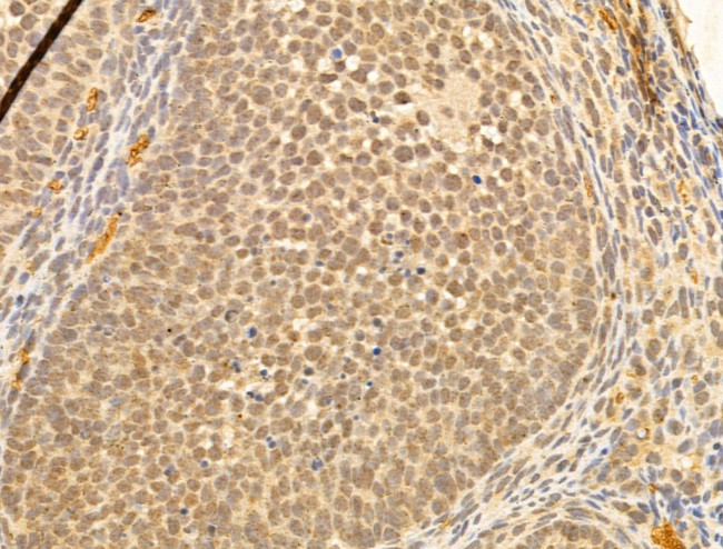 NASP Antibody in Immunohistochemistry (Paraffin) (IHC (P))